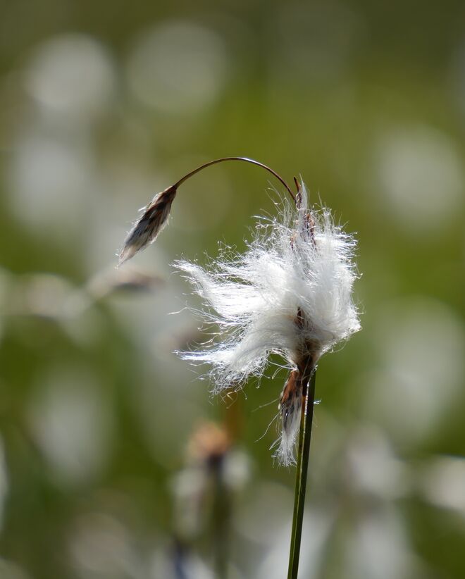 Wollgrasfrisur nach dem Gewitter