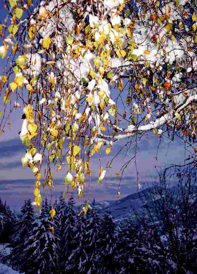 Frischer Schnee auf den übrig gebliebenen Blättern