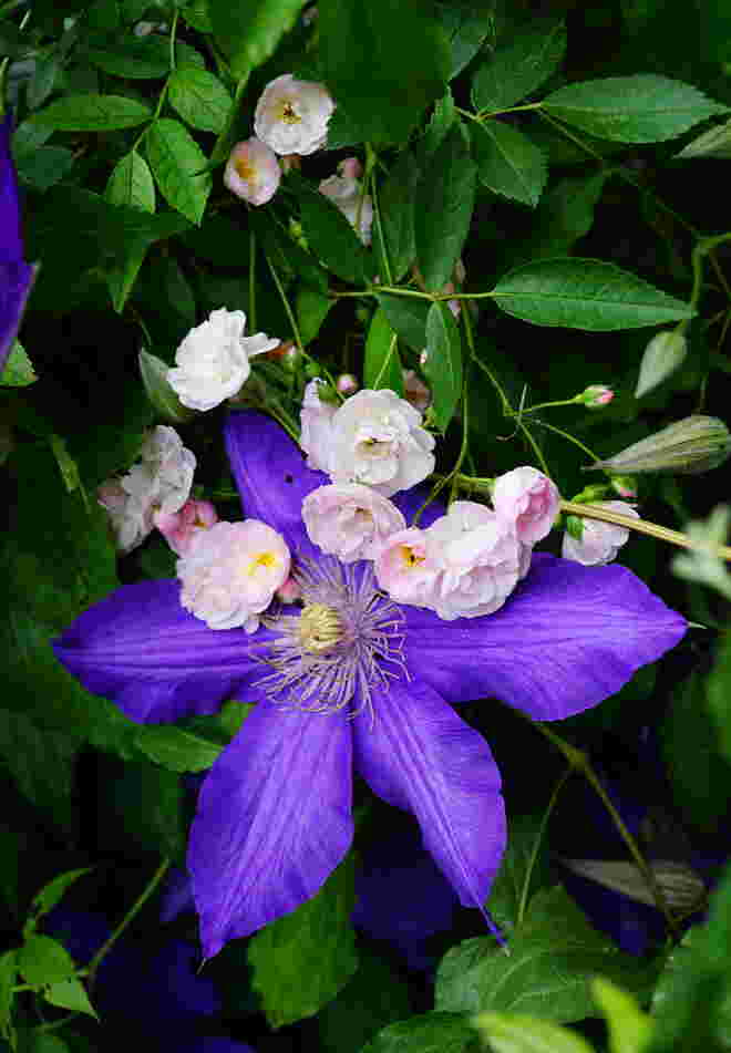In unserem Garten 2