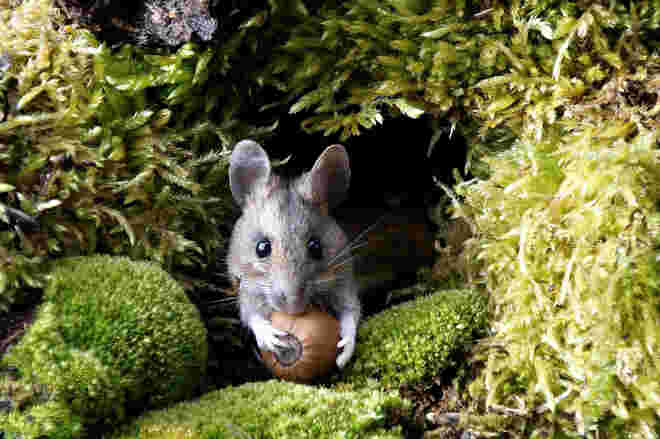 Waldmaus