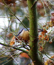 Der Kleiber ist wieder zu Besuch im Garten