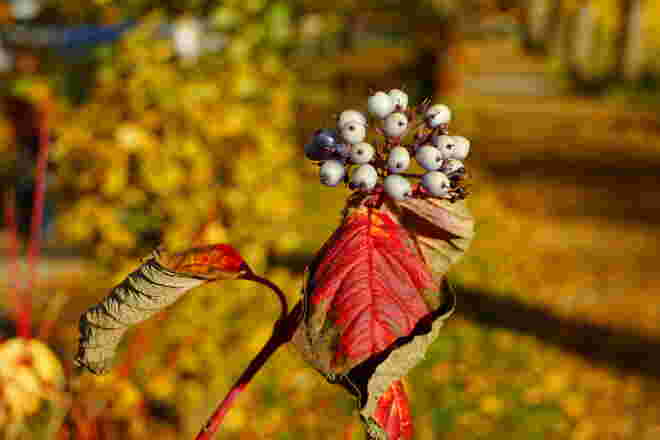 Schöne Beeren mit herbstlichen Hintergrund