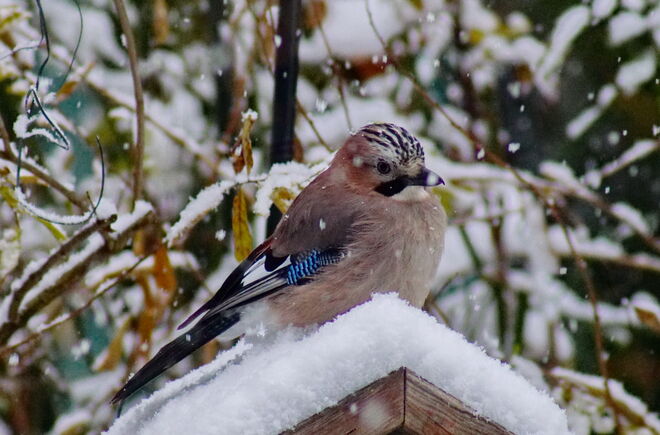 Es schneit! Schnell zum Futterhaus scheint sich der Eichelhäher gedacht zu haben .....