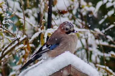 Es schneit! Schnell zum Futterhaus scheint sich der Eichelhäher gedacht zu haben .....