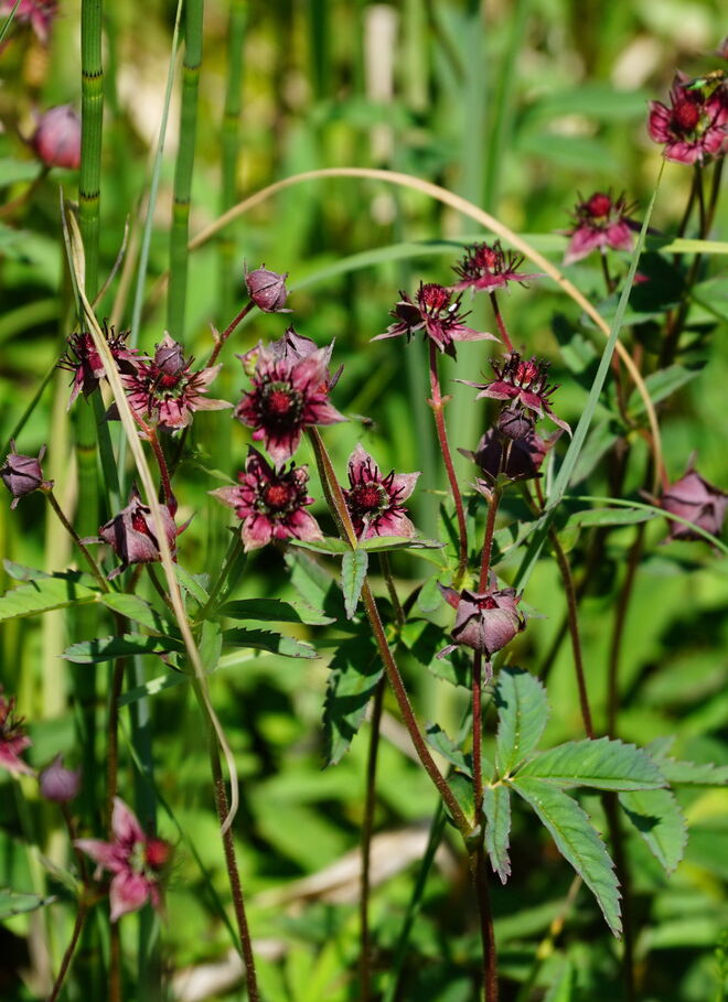 Etwas versteckt blüht das schöne Sumpfblutauge