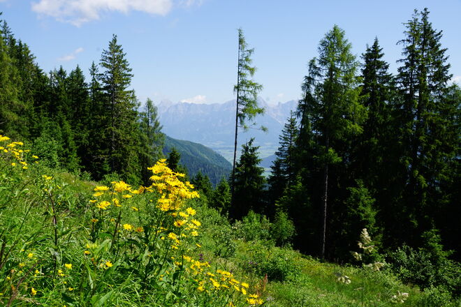 Der Blick geht über die leuchtenden Blumen hinweg bis zum Steinernen Meer