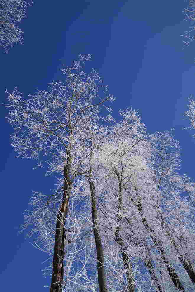 Raureifbäume und blauer Himmel