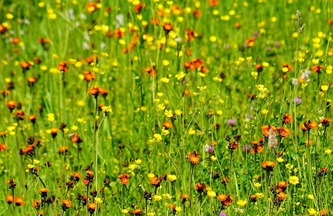 Sonnige Blütenfülle