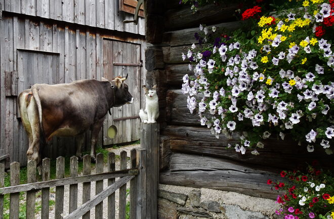 Kunterbunt und Kuh und Katz