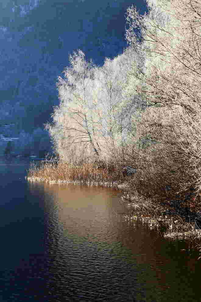 Raureifpracht am Ufer vom Zeller See