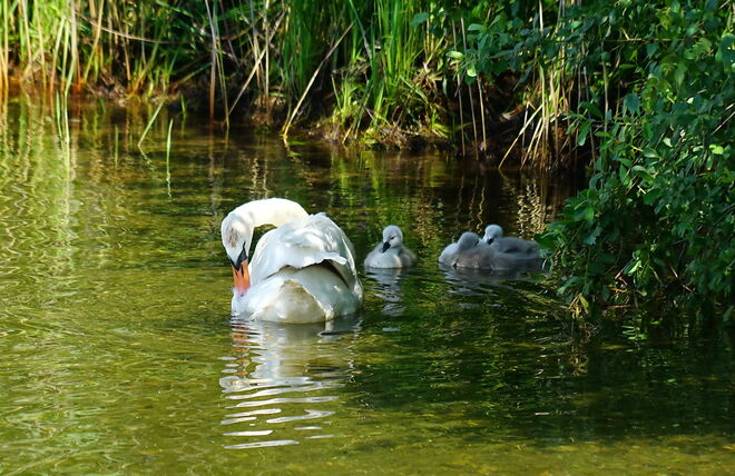 Familienidyll am Zeller See