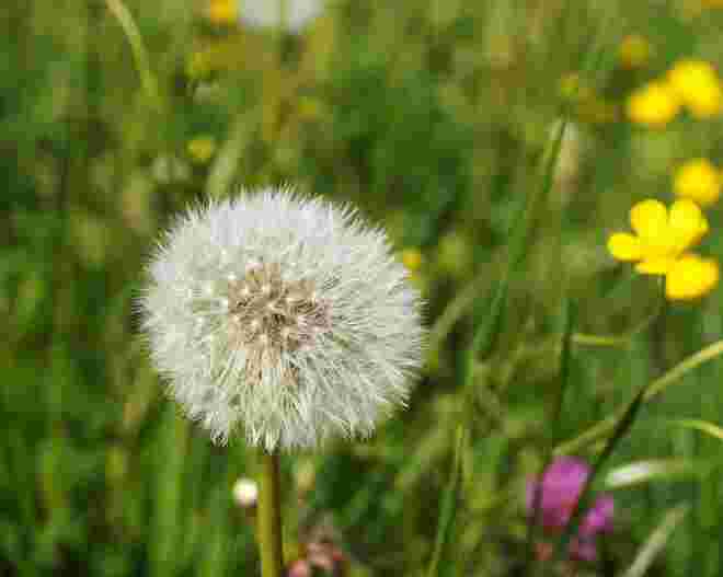 Taraxacum.....
