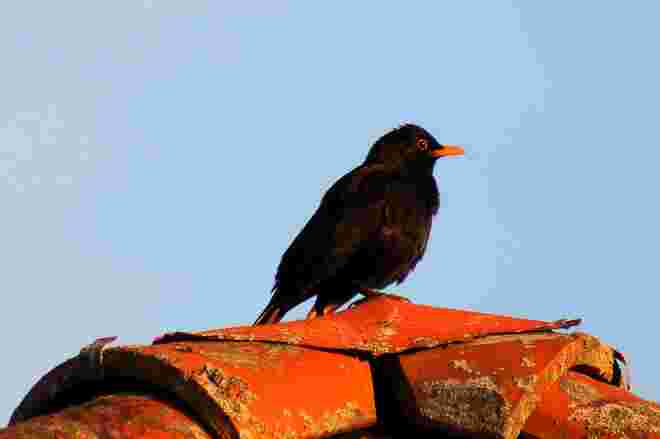 ....fiddler on the roof.....