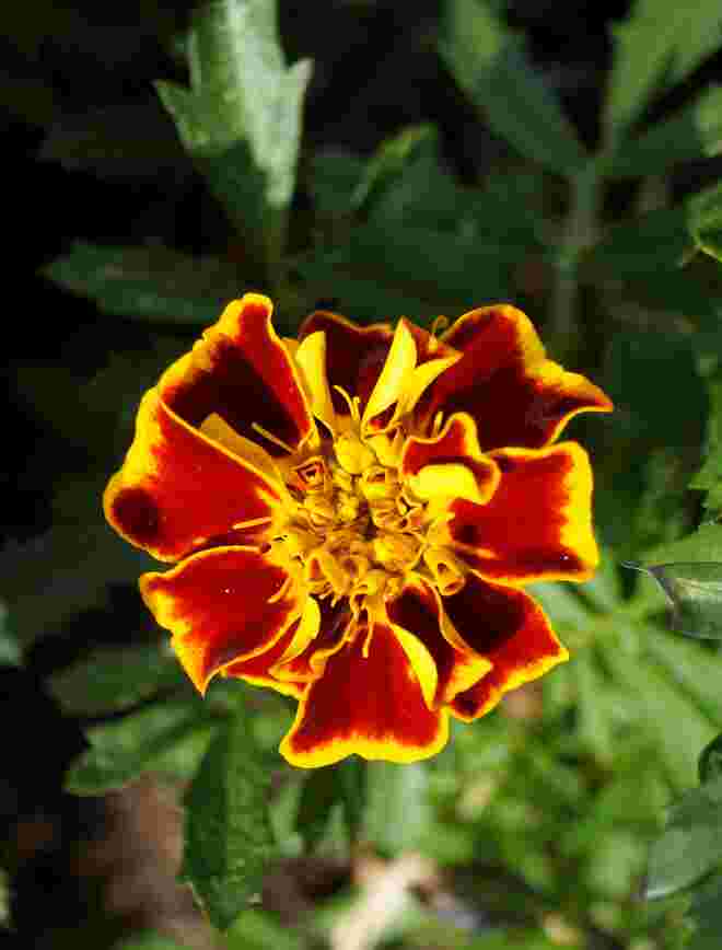 ...garden....
