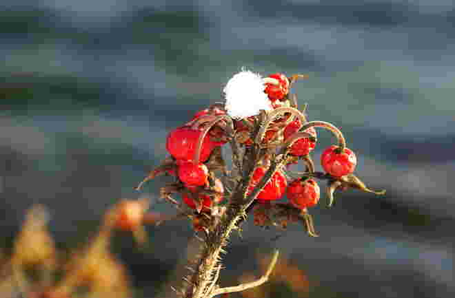Wildrose mit Schneehäubchen am Ufer vom Zeller See