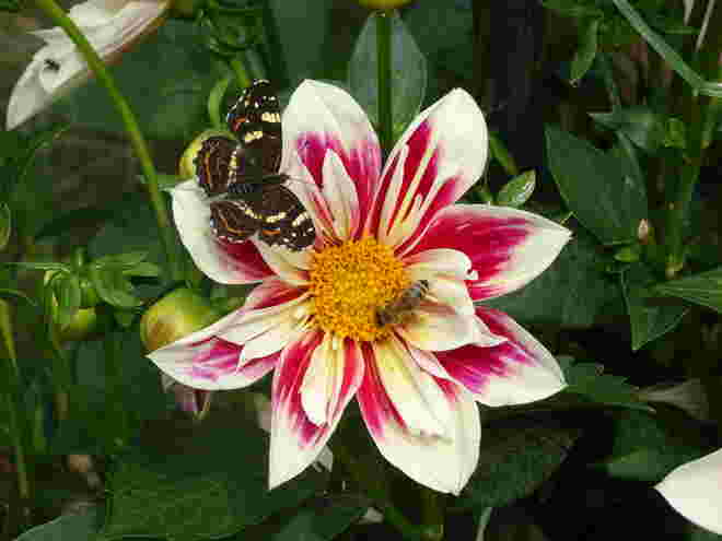 Blume und Schmetterling