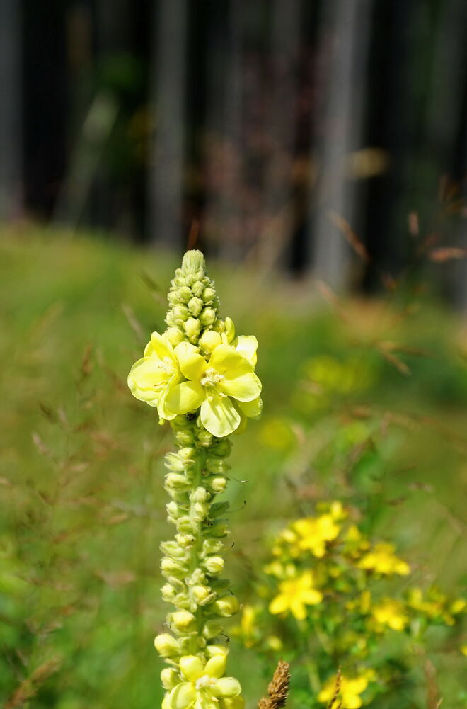 Schön blühen  die Heilpflanzen am Waldesrand