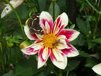 Blume und Schmetterling