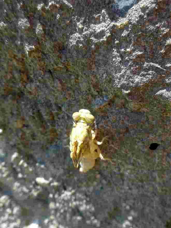 Geburt einer Libelle (1)