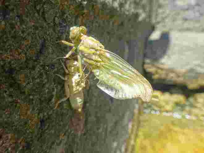 Geburt einer Libelle (2)