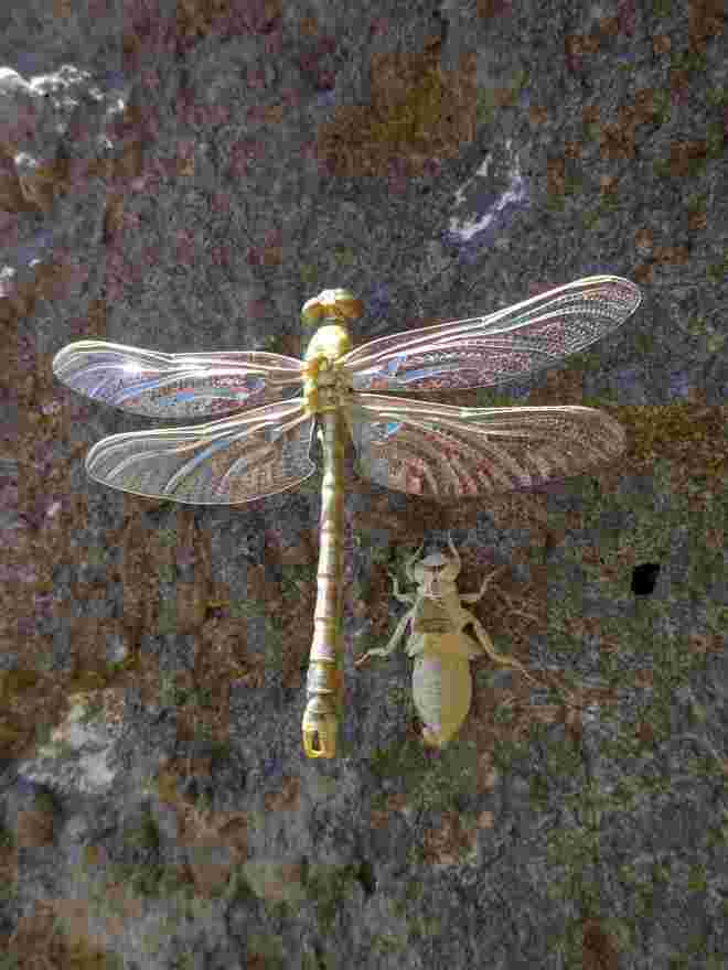 Geburt einber Libelle (3)