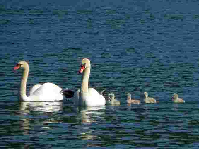 Schwanfamilie
