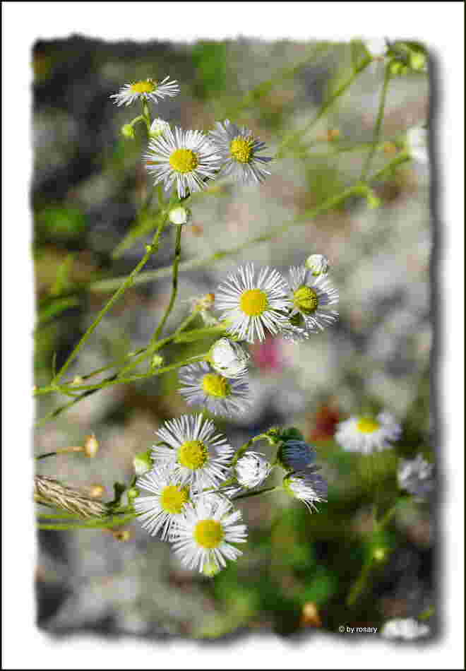 Blüten am Wegesrand