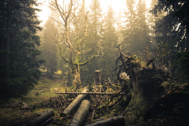 Wunderland ohne Alice