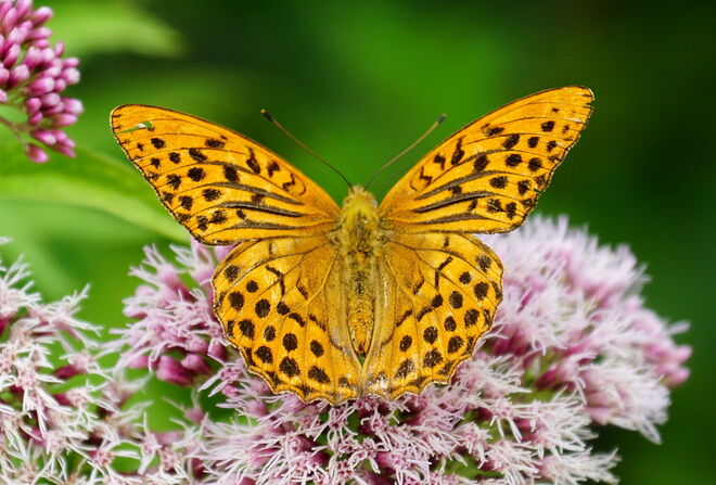 Prächtiger Kaisermantel