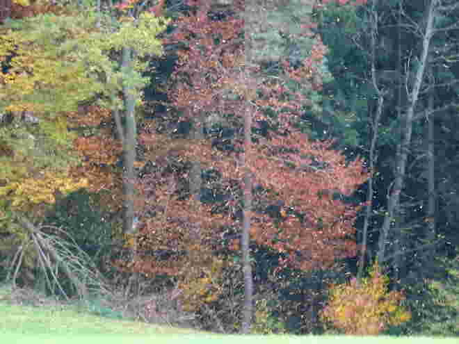 Laubregen