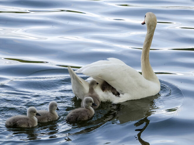 Alle einsteigen, der Zug fährt ab 