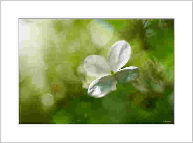 Ein Hortensienblüten-Aquarell