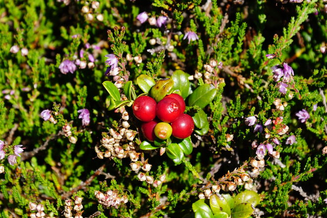 Rot leuchten die Preiselbeeren - heuer gibt es besonders viele