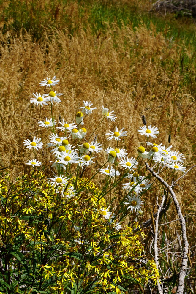 Langsam wird es herbstlich - noch blühen einige Blumen