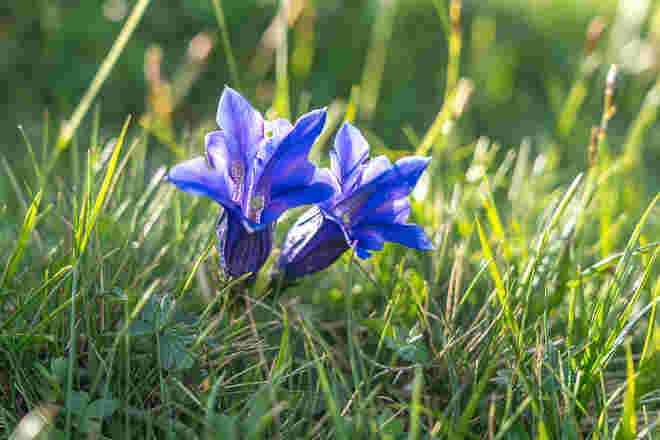 Blau blüht der Enzian