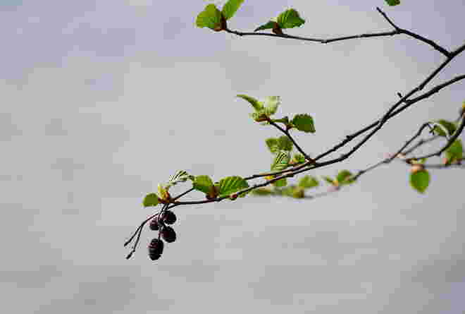 Frisches Grün 1
