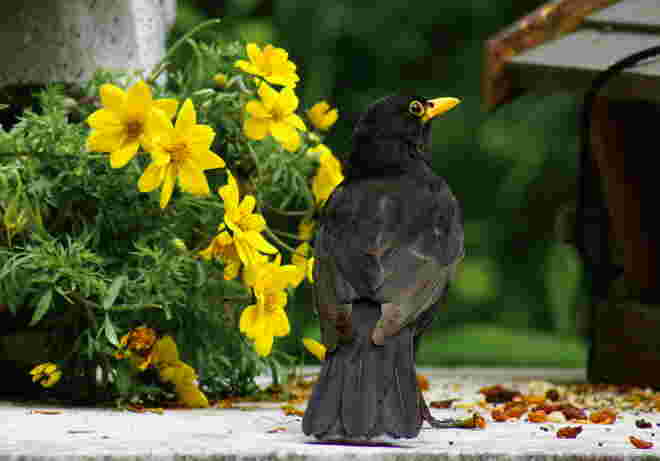 Die Amsel hat alles im Blick