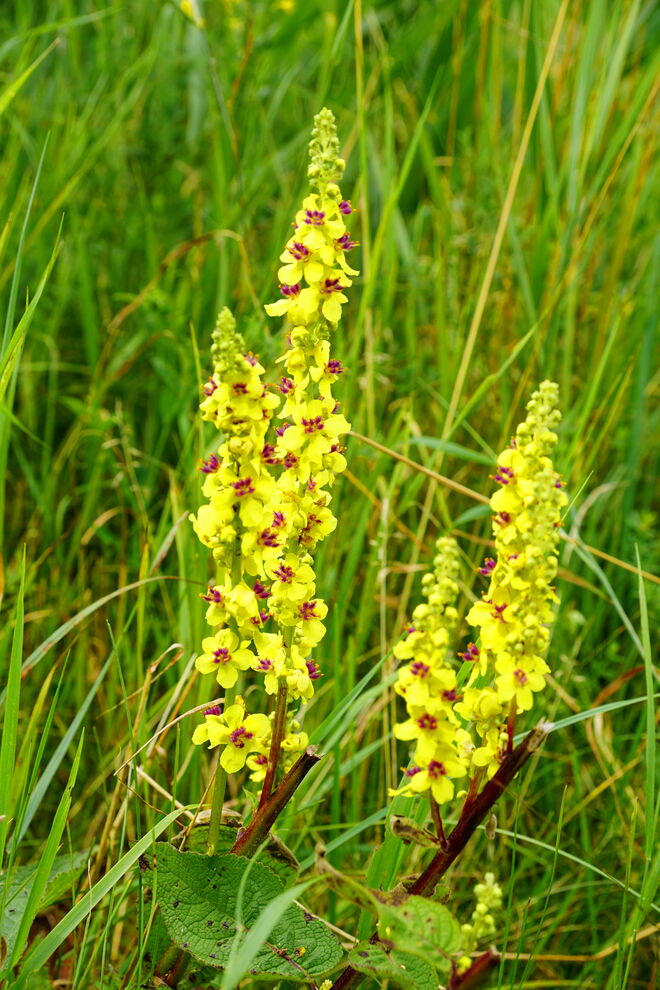 In der Wiese entdeckt