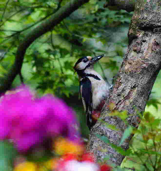 Der Specht kommt gerne in unseren Garten