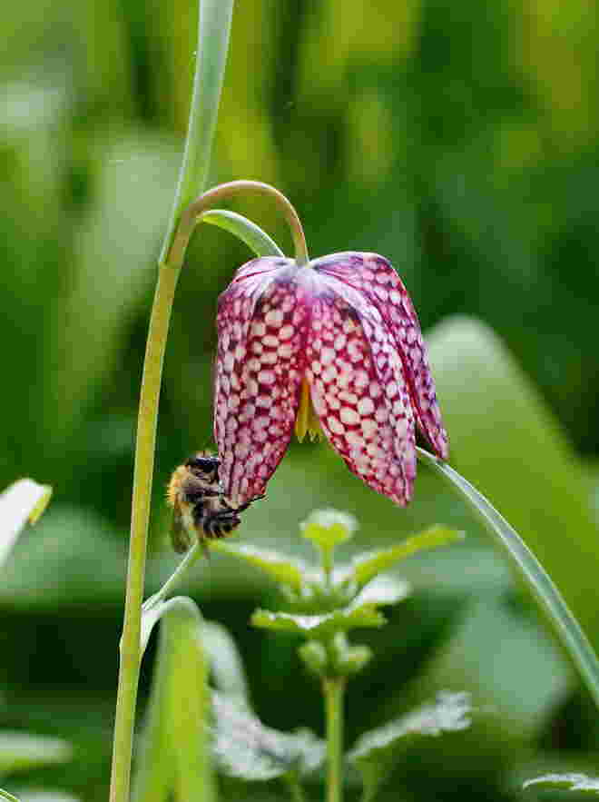 Schachbrettblume mit Besuch