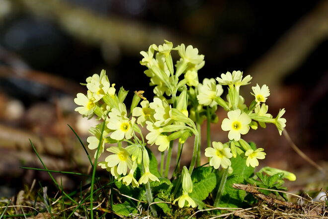 Innergebirg blühen jetzt die Schlüsselblumen überall
