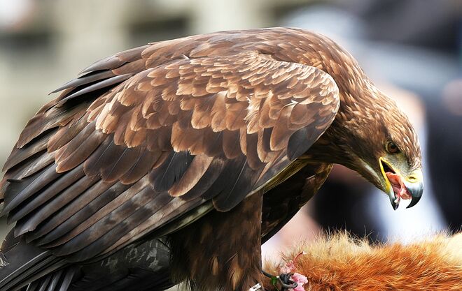 Steinadler mit Beute