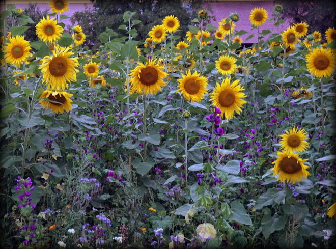 Sonnenblumen