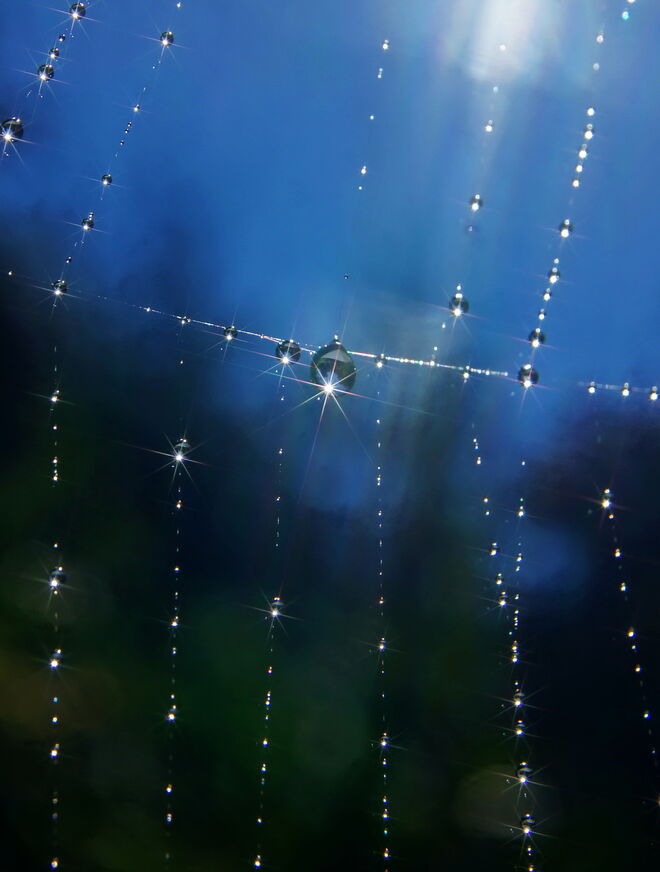 Die Tropfen funkeln wie kleine Juwelen