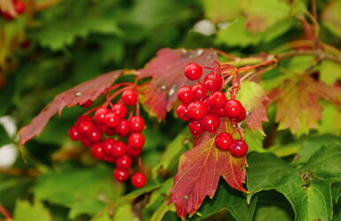 Schöne rote Beeren nach dem Regen