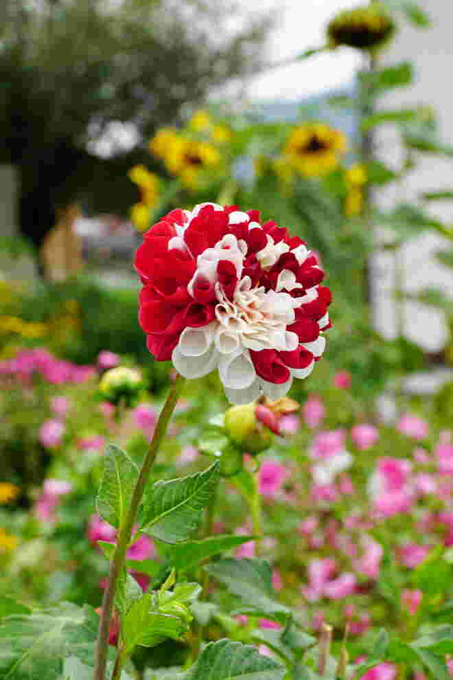 Rot-weiß-rote (Österreich) Dahlie