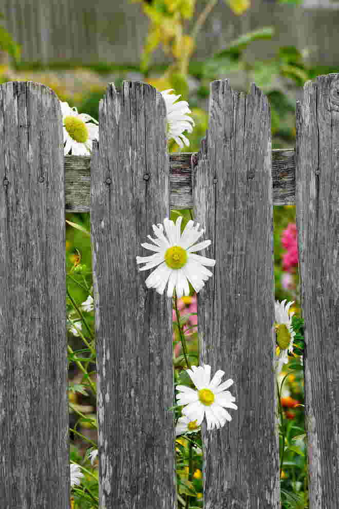 Letzte Blüten am verwitterten Zaun