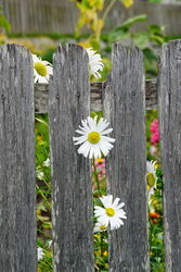 Letzte Blüten am verwitterten Zaun