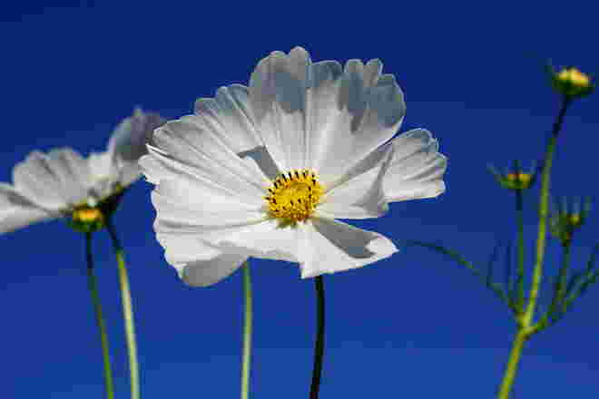... vielleicht die letzten Cosmea-Blüten in diesem Jahr