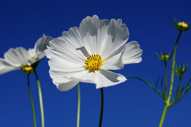 ... vielleicht die letzten Cosmea-Blüten in diesem Jahr